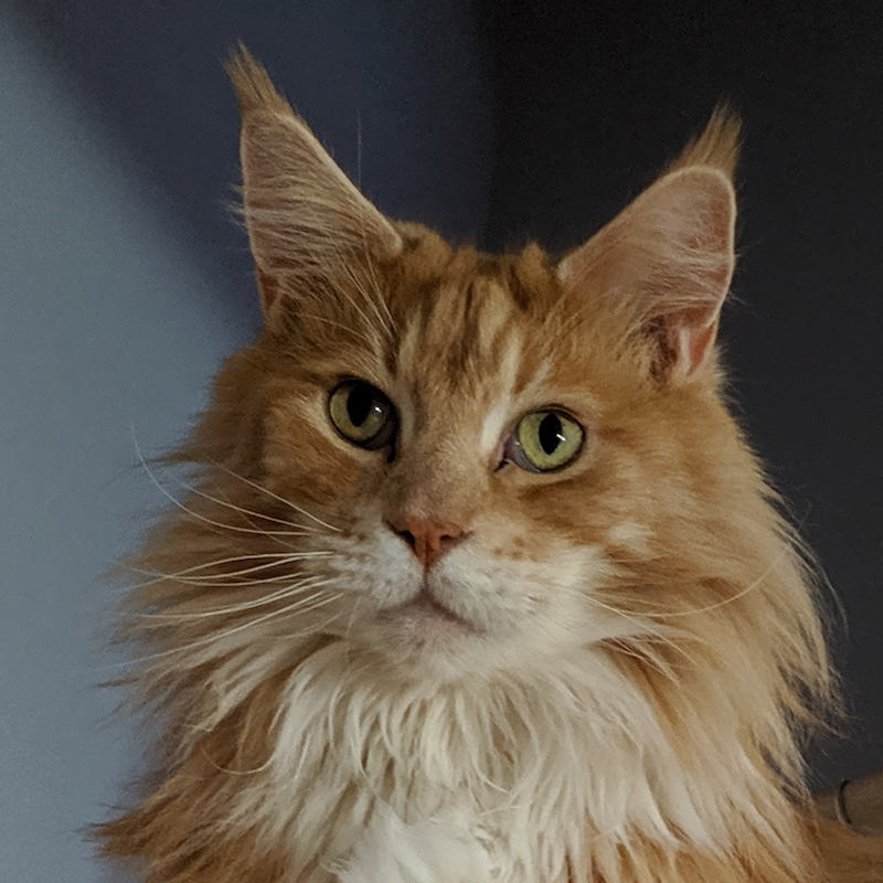 The face of a long-haired orange tabby Maine Coon cat with white patches in front of his body, green-orange eyes, with his head tilted slightly to the right. 
