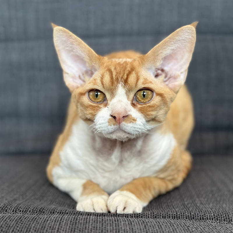 A medium-sized orange tabby Devon Rex cat with white patches in front of his body and orange eyes, lying on a dark grey cushion and trying to look innocent.