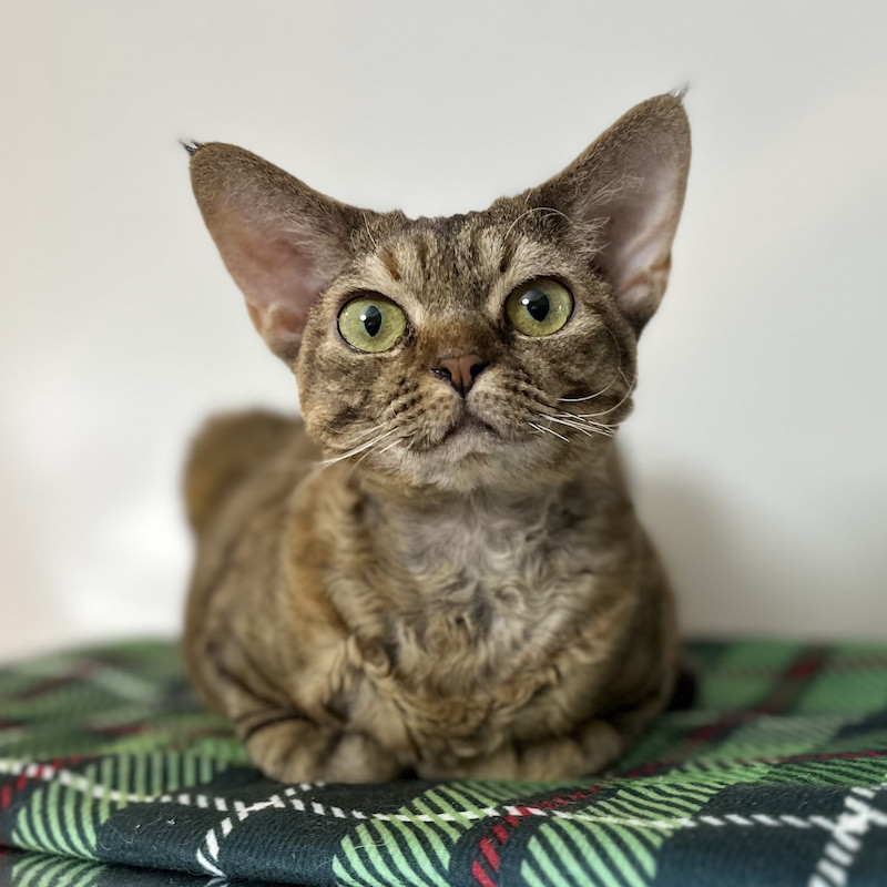 A small tabby caramel-brown Devon Rex cat with greenish eyes, loafing on a green plaid blanket, and looking at the camera with her head held up high in a curious expression.
